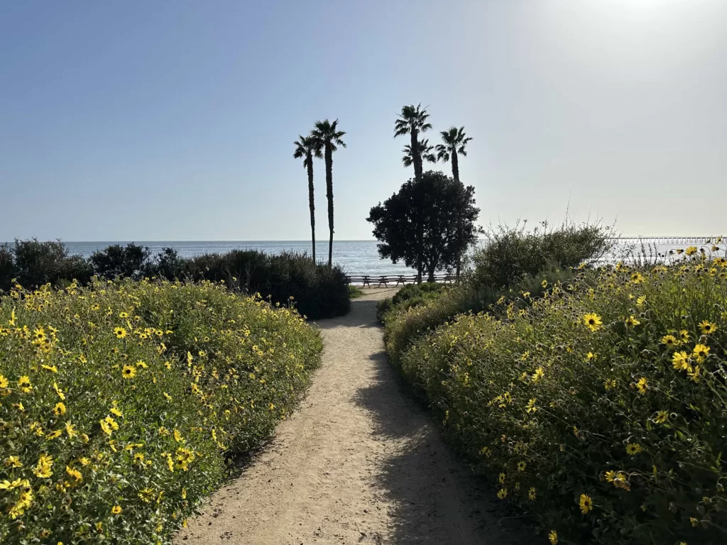 A scenic hiking trail bordered by bright yellow flowers, leading to a distant sandy beach.